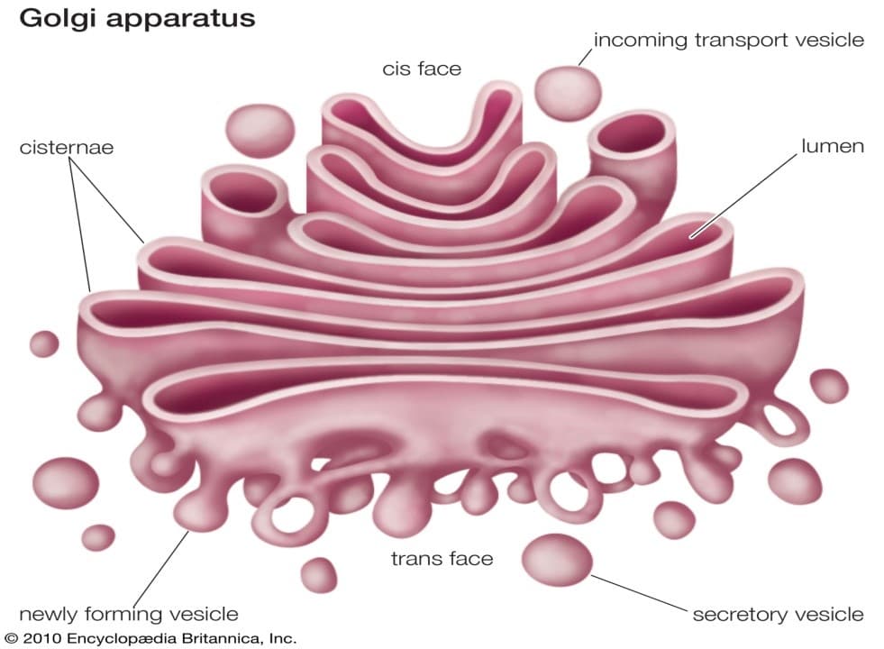 Golgi apparatus