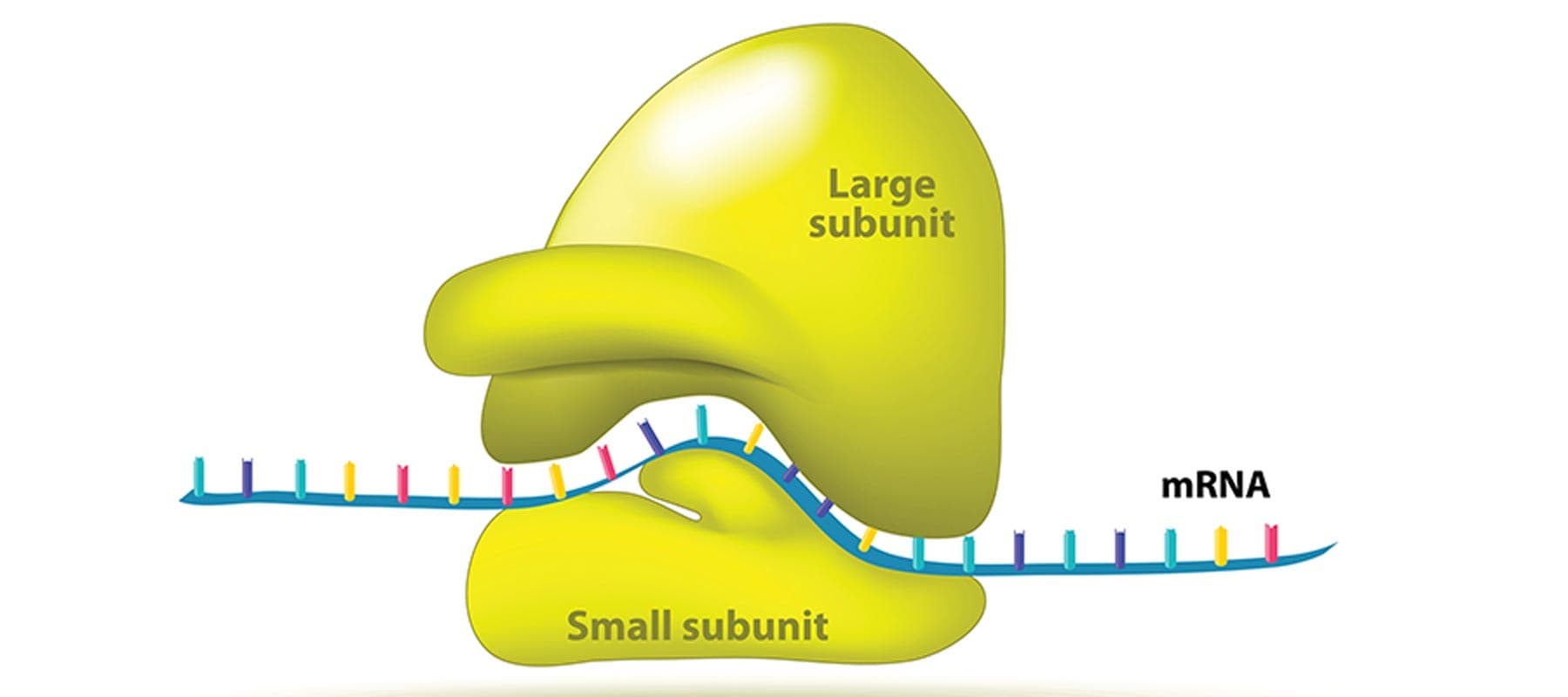 Ribosomes