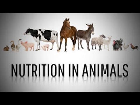 Overview of nutrition in mammals!