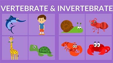 Classification of Vertebrates and Invertebrates
