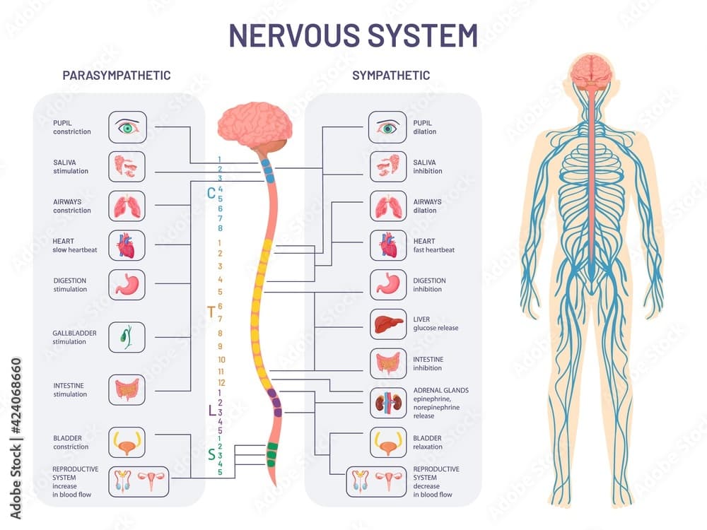 Nervous System Parts and Their Functions!