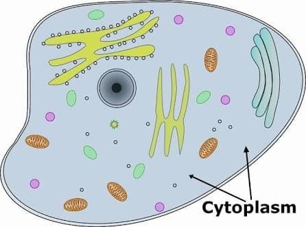 Cytoplasm
