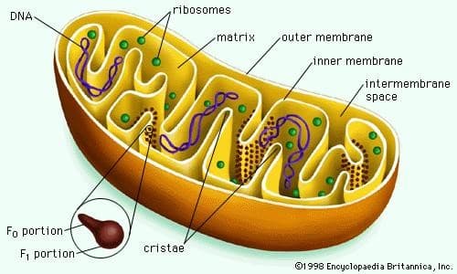 Mitochondrion
