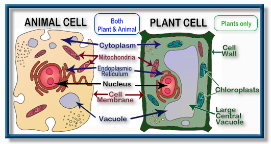  Structure of Plant cell and Animal cell