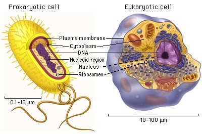 Picture shows parts of prokaryotic and Eukaryotic organism