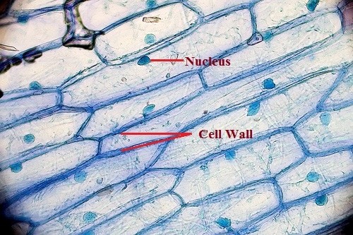 Microscopic view of onion peel representing cell wall